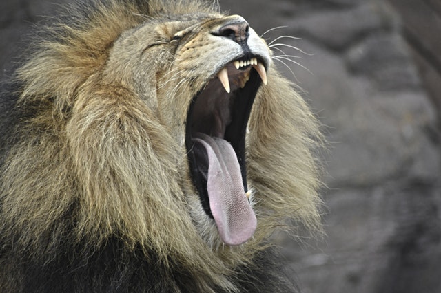 A lion.