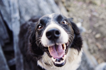 One happy boi