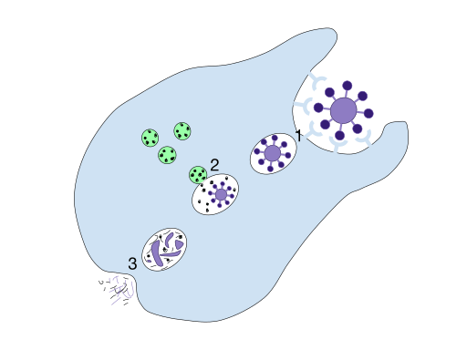 Image depicting phagocytosis (digestion of particles).