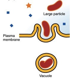 This is a diagram showing the process of phagocytosis.