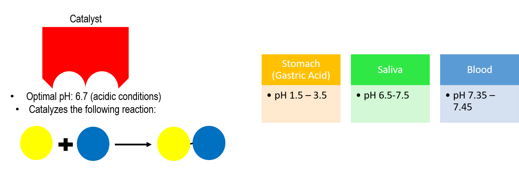 The catalyst has an optimal pH of 6.7 (acidic conditions). The pH of gastric acid in the stomach is 1.5 to 3.5. The pH of saliva is 6.5 to 7.5. The pH of blood is 7.35 to 7.45.