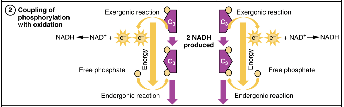 The second step of glycolysis