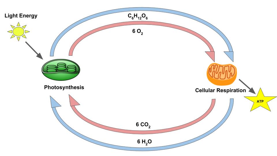 Mitochondria use glucose and oxygen to produce ATP, carbon dioxide, and water. Chloroplasts use photosynthesis to convert light energy, water, and carbon dioxide into glucose and oxygen.
