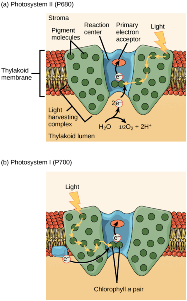 The proteins that form photosystem II and photosystem I