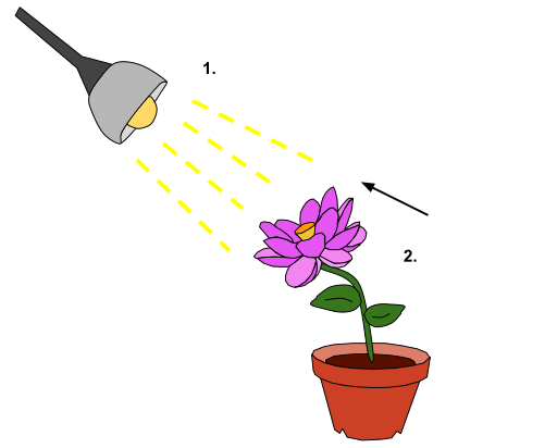 The image shows a pink flower growing in the direction of the light from a lamp.