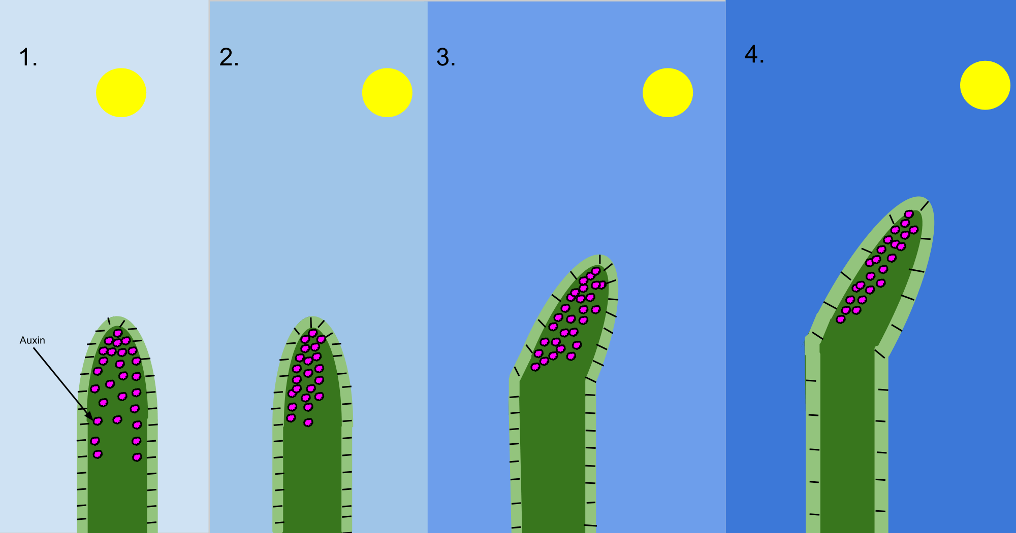 Auxin molecules move toward wherever sunlight hits the plant.  This causes the plant to bend in the direction of the light. 