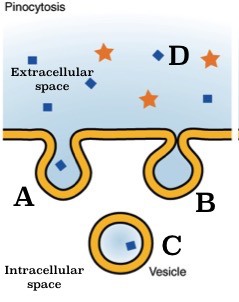 This image is showing a vesicle inside of the cell and two vesicles merging into the plasma membrane.