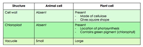 Plant cells have some unique structures: cell walls, chloroplasts, and large vacuoles.