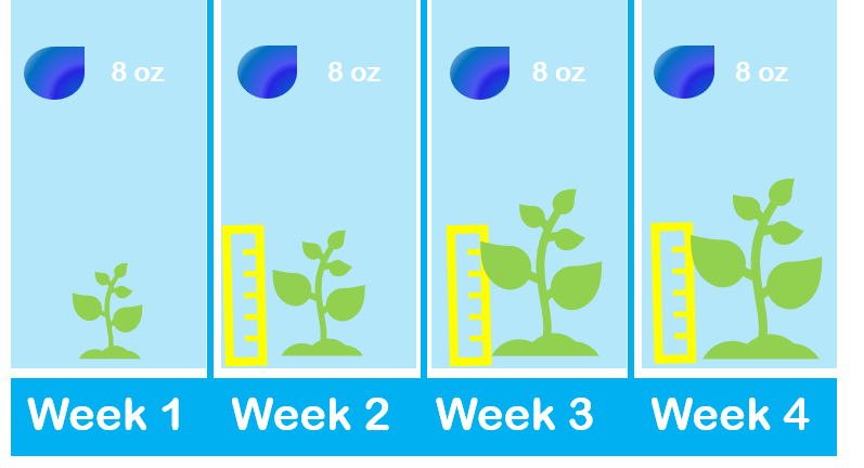 A student adds 8oz of water every week and records her plants height. Each week the plant gets larger and taller.