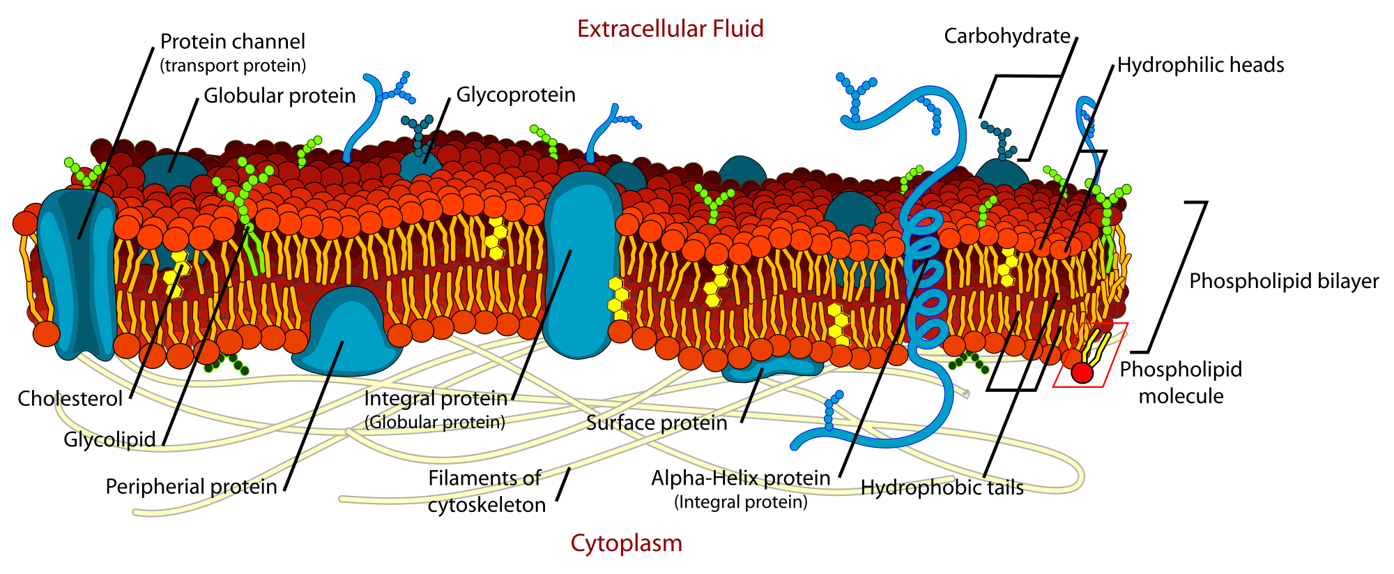 A diagram of a plasma membrane.