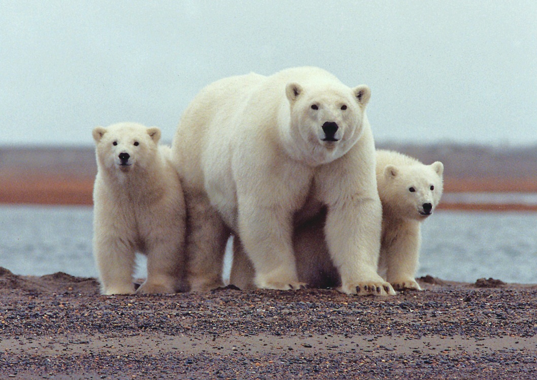 A polar bear mother and her two cubs on a beach.