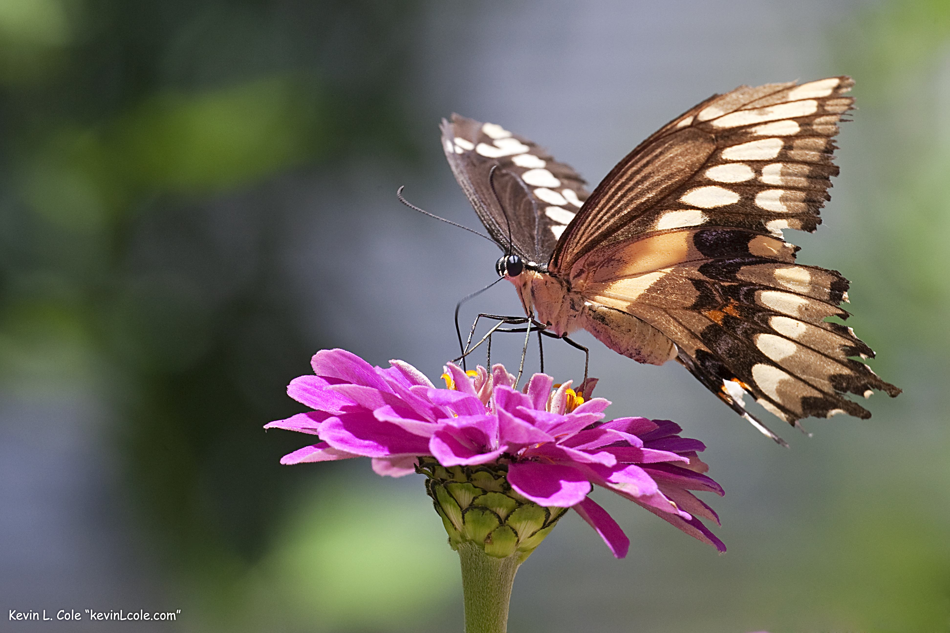 A butterfly perched on a flower.