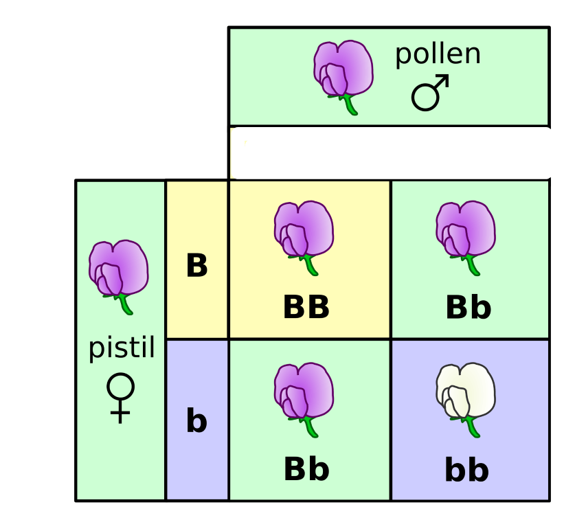 This is a punnett square showing a cross between two flowers. The genotype of one parent, the pistil, is capital B and lowercase b. The genotype of the second parent, the pollen, is not given. The offspring of the cross are: 1 capital B, capital B plant, 2 capital B lowercase b plants, and 1 lowercase b, lowercase b plant.