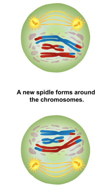 A new spindle forms around the chromosomes.