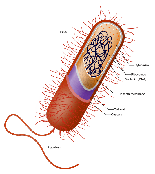 Image of a prokaryotic cell