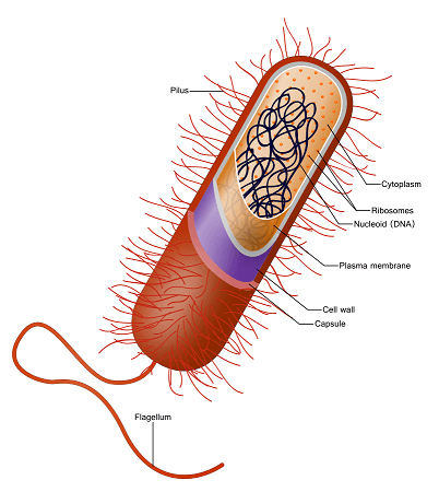This is a cell containing a pilus, cytoplasm, ribosomes, nucleoid (DNA), plasma membrane, cell wall, capsule, and flagellum.