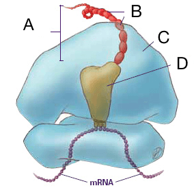 A diagram showing an organelle with 2 subunits labeled C. Between the 2 subunits is a strand of mRNA. A part of that strand is bonded to sequence on molecule labeled D. D has a chain labeled A attached to it, and the chain is composed of subunits A.