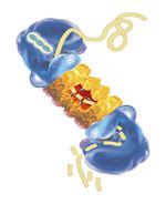 The structure of a proteasome includes a cylindrical core particle surrounded by two regulatory cap complexes. 