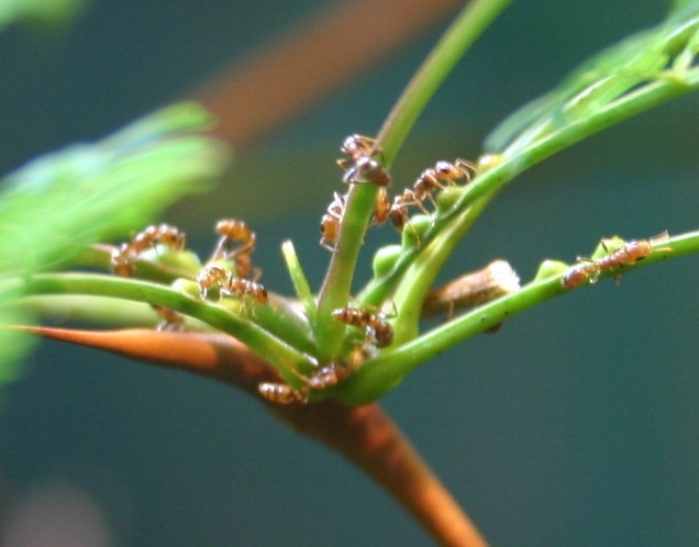 Acacia plant with ants