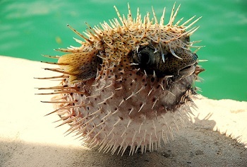 Fish
