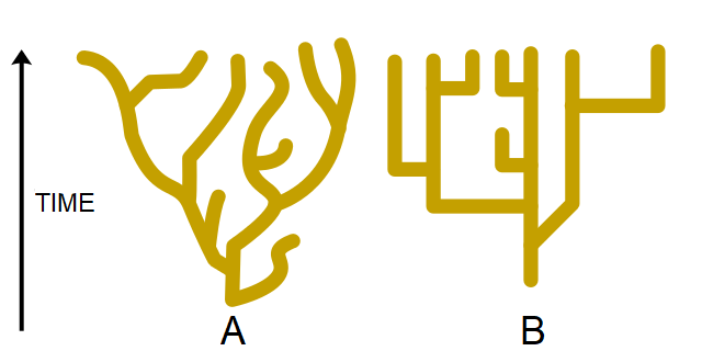 Two models for the rate of speciation. A shows lines slowly branching out. B shows straight lines branching out sharply in several places.