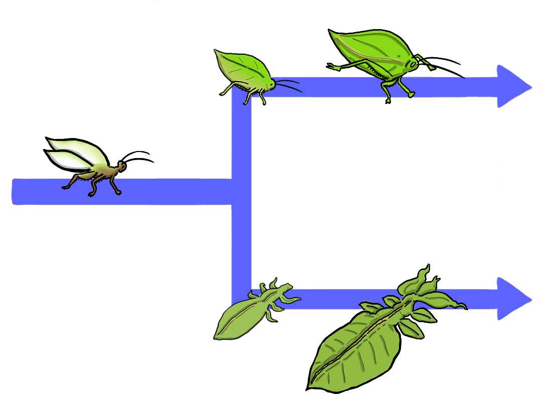 The image shows a vaguely greenish-brown ancestor bug that remains the same for a period of time, then rapidly evolves into two different leaf bug mimics over a relatively short amount of time.