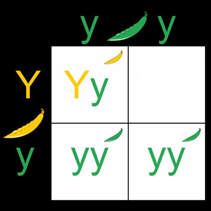 This is a Punnett square between a parent with the genotype lowercase y lowercase y and a parent with the genotype uppercase Y lowercase y. The genotype of the offspring in the upper right box is missing.