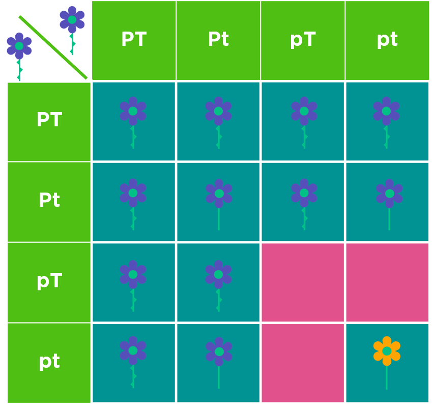 Flower Punnet square