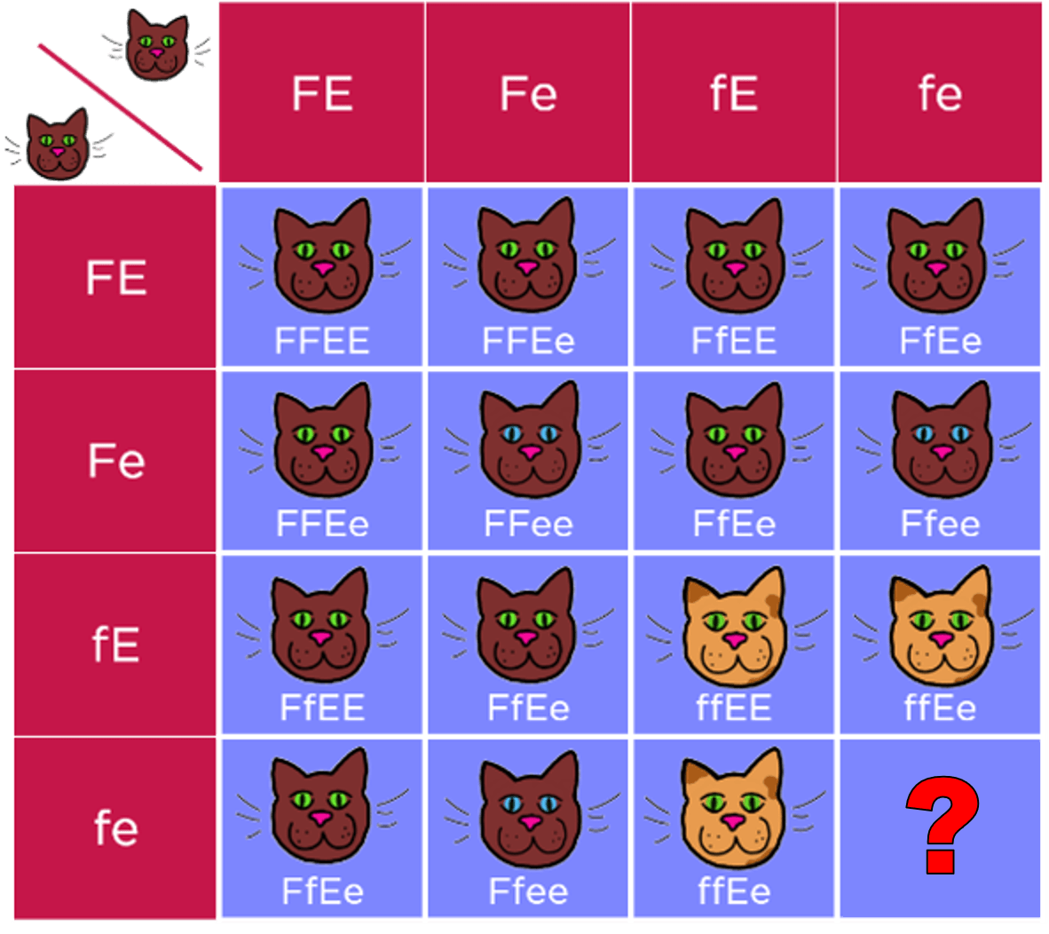 Dihybrid cross Punnett square