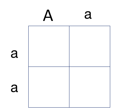 A skeleton of a Punnett square for someone with the genotype uppercase A lowercase a and someone with lowercase a lowercase a.