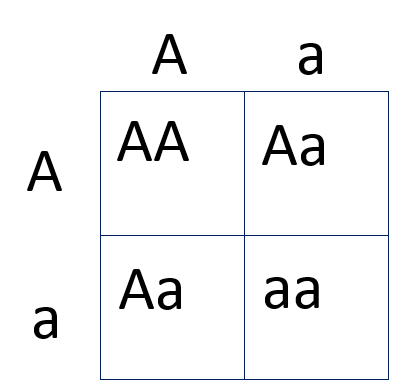 Both parents have the genotype capital A, lowercase a.
