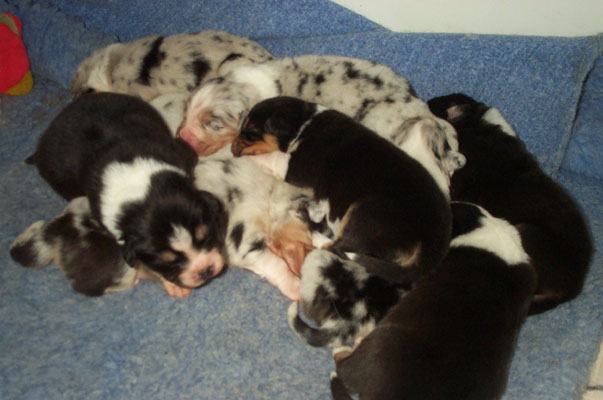 A pile of puppies. Some have spots and other are one color.