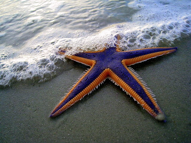 A starfish