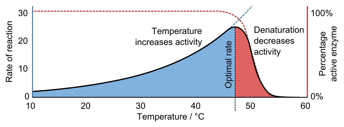 Increasing temperature increases enzyme activity up to the optimum temperature. Then the enzyme begins to denature.