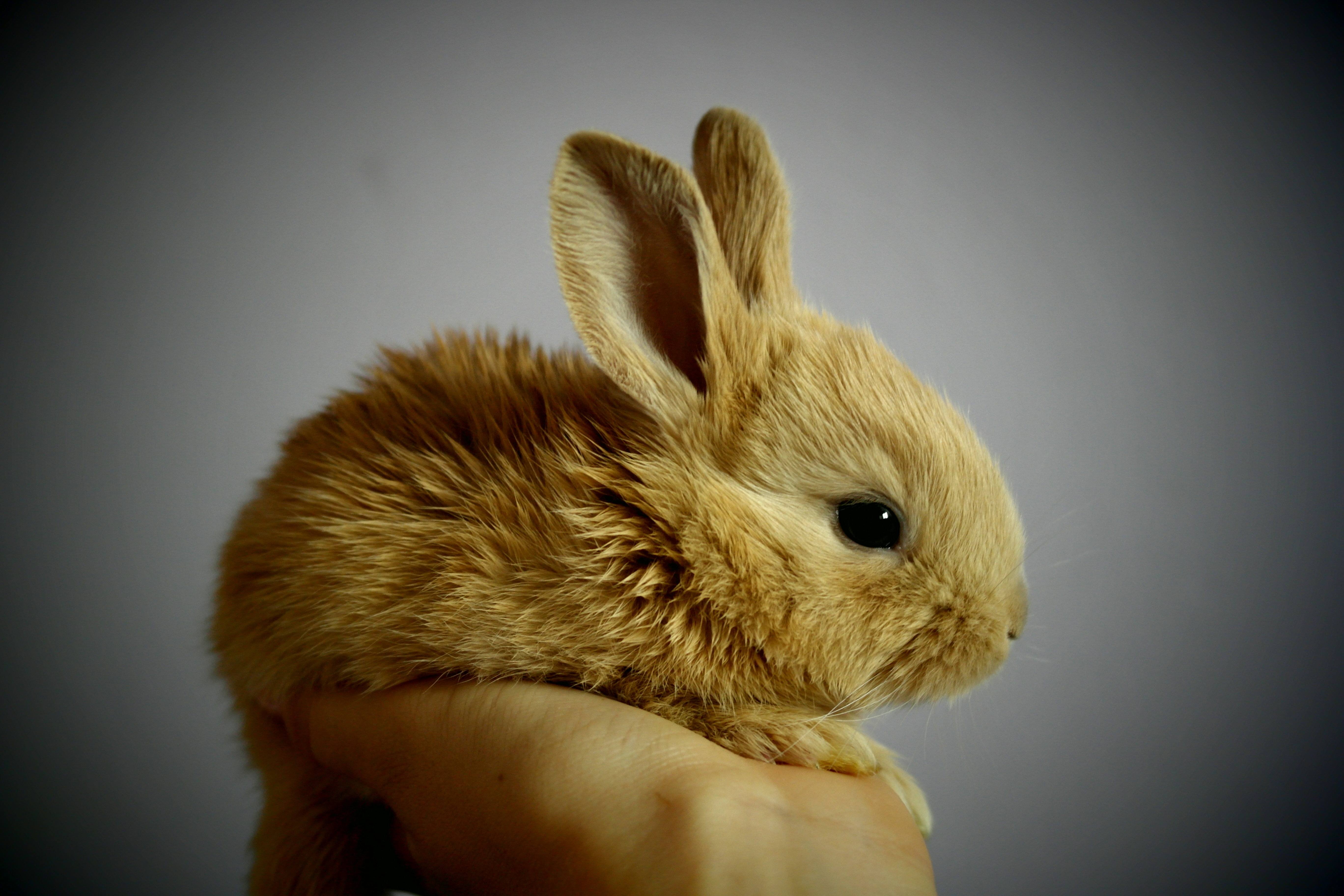 Picture of a rabbit