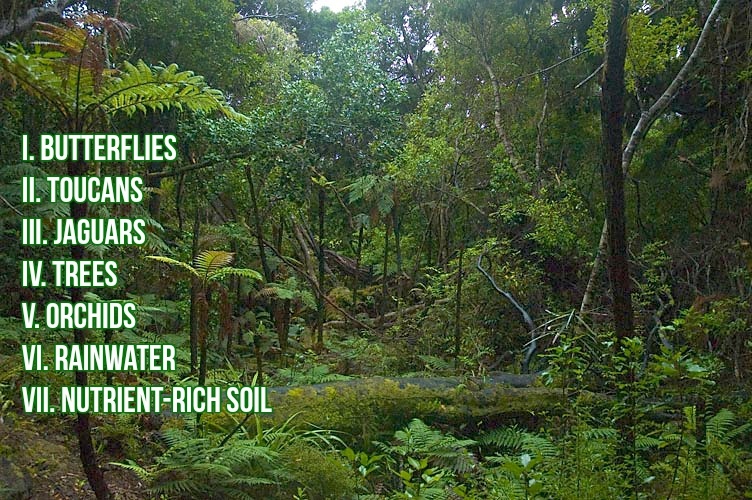 I. Butterflies
II. Toucans
III. Jaguars
IV. Trees
V. Orchids
VI. Rainwater
VII. Nutrient-rich soil