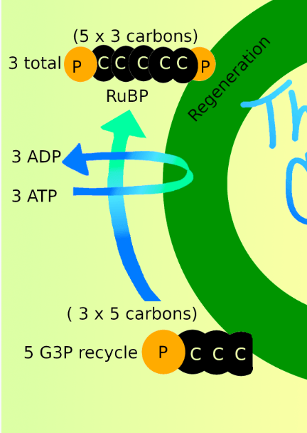 The image contains a cropped portion of the original diagram displaying the steps that occur during regeneration.