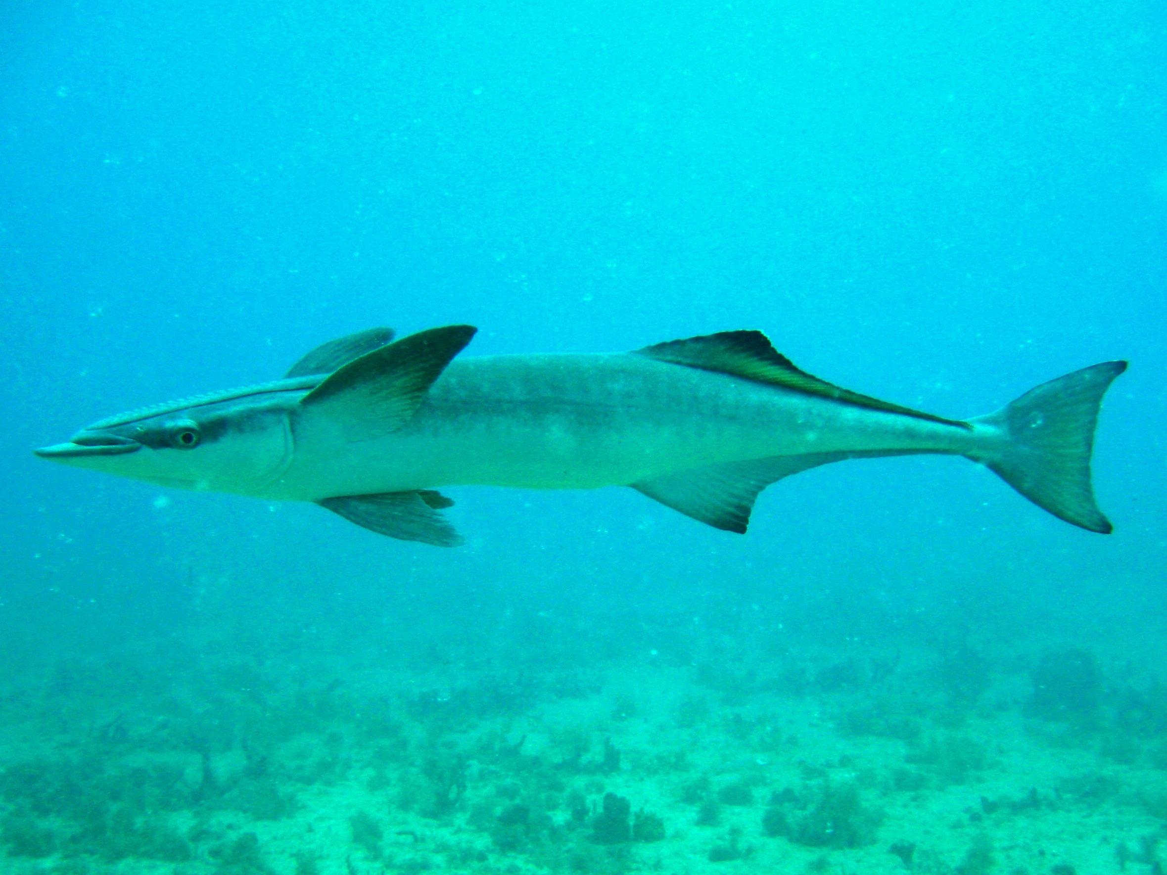 A remora. It's fishlike but has many fins.