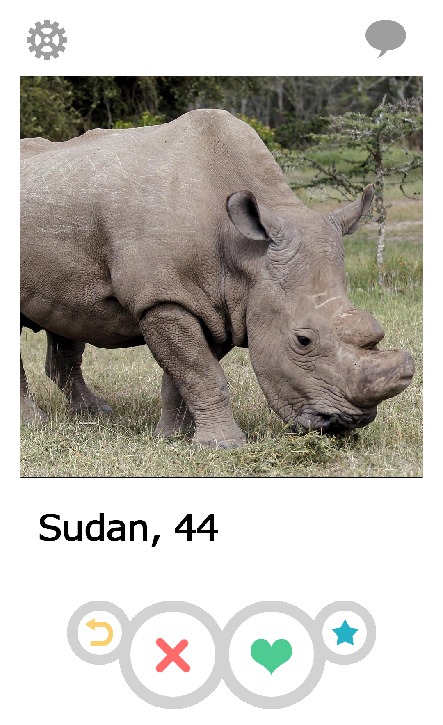 A tinder profile for Sudan, a 44 year old rhino lookin' for love.