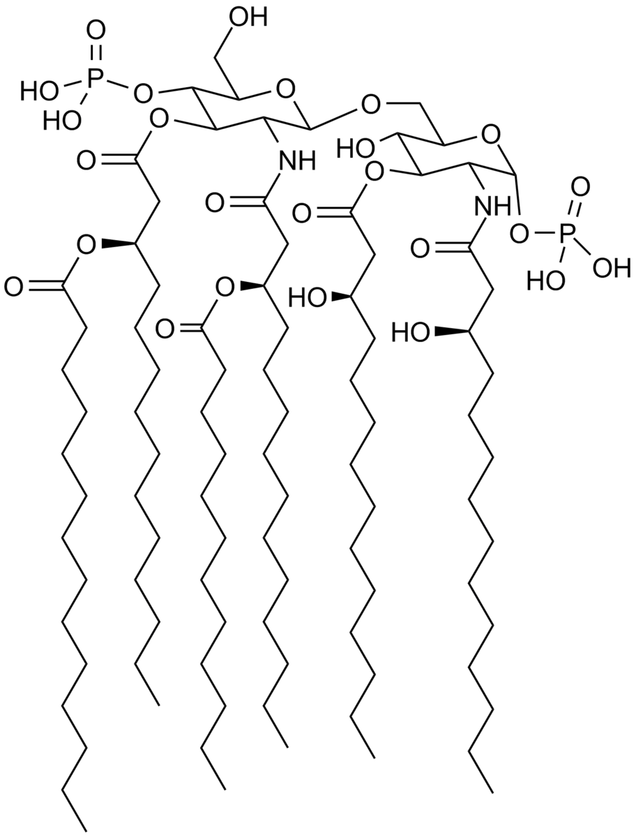 The image shows the structure of a specific saccharolipid known as Lipid A, an important part of a bacterial membrane. Multiple fatty acid chains are joined to a 2-sugar backbone that itself is connected to two phosphates.