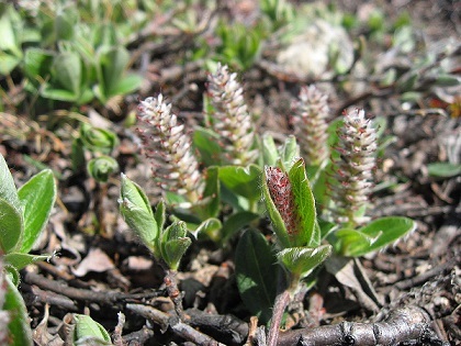 A picture of the Diamond Leaf willow.