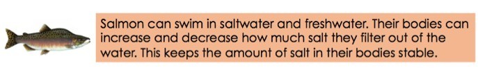 Salmon can swim in saltwater and freshwater. Their bodies can increase and decrease how much salt they filter out of the water. This keeps the amount of salt in their bodies stable.