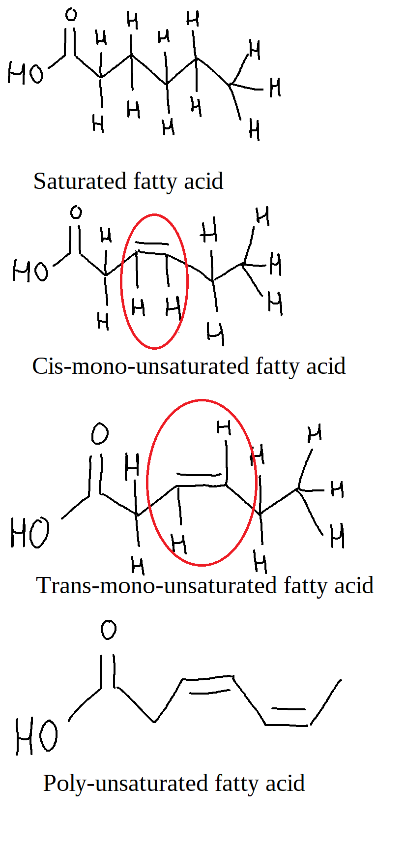 The image shows generic fatty acids that are saturated, cis-mono-unsaturated, trans-mono-unsaturated, and poly-unsaturated. The saturated fatty acid has the maximum amount of hydrogens in the carbon chain. The cis-mono-unsaturated fatty acid has one double bond with the hydrogens on the same side. The trans-mono-unsaturated fatty acid has one double bond with the hydrogens on opposite sides. The poly-unsaturated fatty acid has two double bonds.
