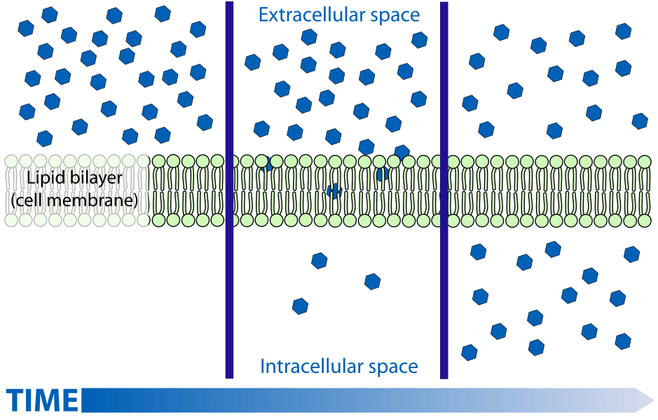 Diffusion across the cell membrane