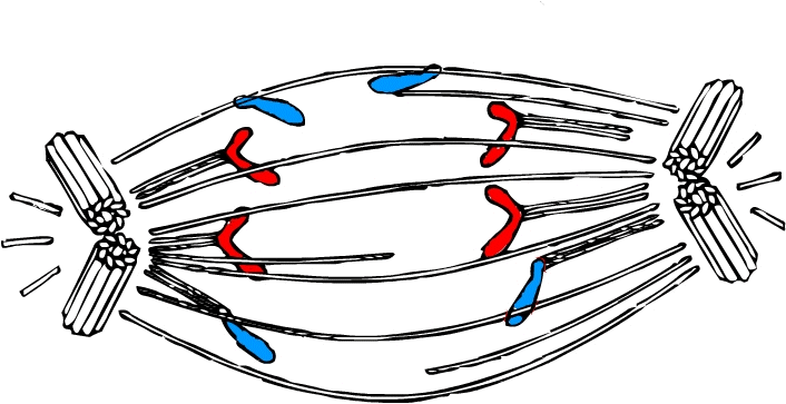 spindle fibers separating chromatids.