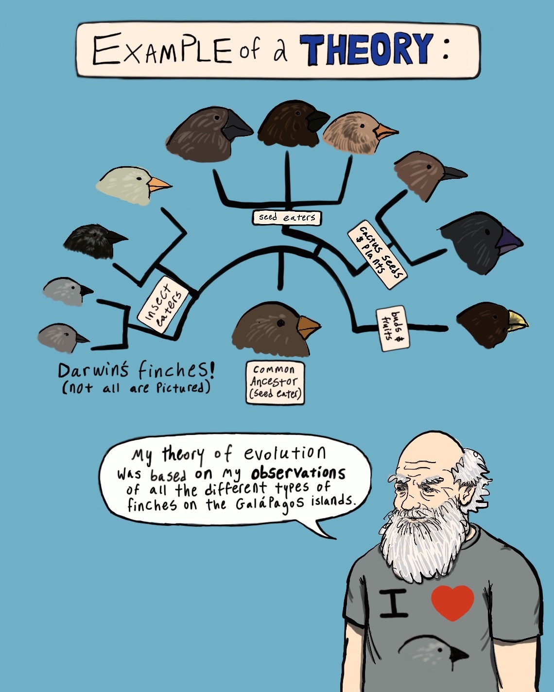 This is an image showing Darwin and some of his finches. Darwin is wearing a t-shirt that says "I love finches". The text says: Darwin's theory of evolution was based on his observations of all the different finches on the Galapagos islands.