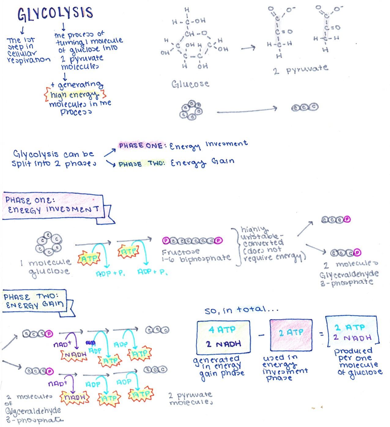 Glycolysis is the first step in cellular respiration. It is also the process of turning one molecule of glucose into two pyruvate molecules while generating high energy molecules. Glucose is a 6 carbon molecule that is converted into two, 3 carbon pyruvate molecules. Glycolysis can split into 2 phases: the energy investment phase and the energy gain phase. In the energy investment phase, glucose is converted into Fructose 1-6 biphosphate. This utilizes 2 molecules of ATP. Fructose 1-6 biphosphate is highly unstable, and is converted in 2 molecules of glyceraldehyde 3-phosophate. In phase two, the 2 molecules glyceraldehyde 3-phosphate molecules are converted to 2 pyruvate molecules. For every one molecules of glyceraldehyde 3-phosophate, 1 molecule of NADH and 2 molecules of ATP are generated. So, for every one molecule of two molecules of glyceraldehyde 3-phosophate are generated, leading to 2 molecules of pyruvate and 2 NADH and 4 ATP. So, in total 4 ATP and 2 NADH are generated in the energy gain phase and ATP used in the energy investment phase. In total, 2 ATP and 2 NADH and produced in glycosides for every one molecule of glucose.