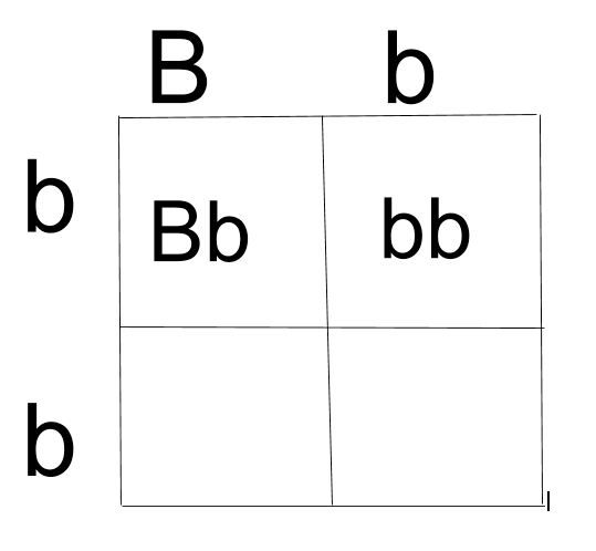 This is a punnett square showing a cross for the trait labeled B. One parent is heterozygous with a capital B and lowercase b, and the other parent is homozygous recessive with a lower case b and lowercase b.