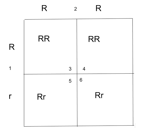 A punnett square. 1 has the genotype uppercase R lowercase r. 2 has uppercase R uppercase R. 3 has uppercase R uppercase R. 4 has uppercase R uppercase R. 5 has uppercase R lowercase r. 6 has uppercase R lowercase r.