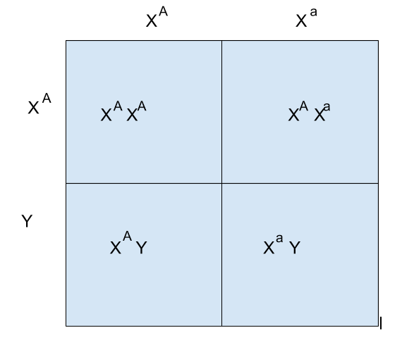 Genotypes X uppercase A X lowercase a is crossed with genotype X uppercase A Y. The possible offspring are, X uppercase A and X uppercase A, X uppercase A and X lowercase a, X uppercase A and Y, and X lowercase a and Y.